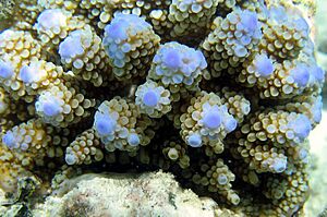 Acropora nasuta by Ewa Barska - no watermark.jpg