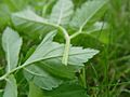 Aegopodium podagraria - stem profile