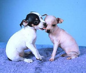 Am hairless terrier pups