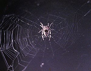 Arabella web aboard second Skylab mission (cropped)