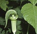 Arisaema triphyllum