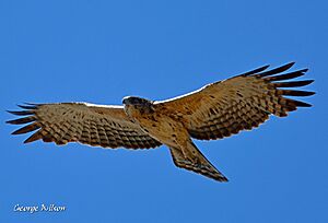 Ayres' Hawk Eagle02.jpg