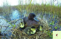 Aythya baeri mother and ducklings