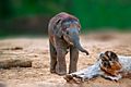 Baby elephant in the field