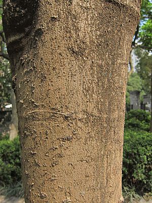 Bark of Delonix regia2