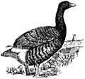 Big Island Goose.jpg