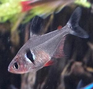 BlackPhantomTetra