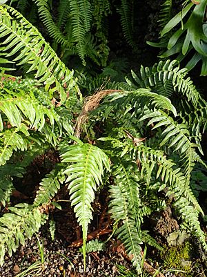 Blechnum appendiculatum kz1.JPG