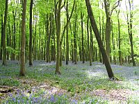 Bluebells-amongst-beech-savernake-2005-05-18