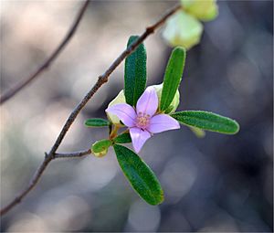 Boronia duiganiae.jpg