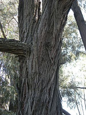 Brigalow bark