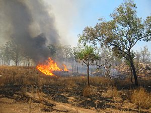 Bushfire Australia