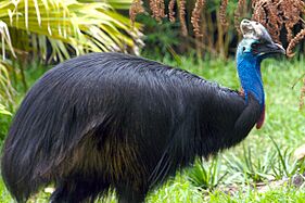 Cassowary at the Houston Zoo