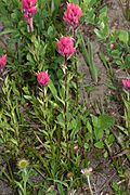 Castilleja parviflora 1283.JPG