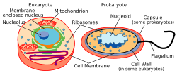 Celltypes.svg