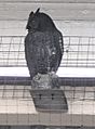 Chester station owl