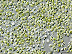 Chlorella vulgaris NIES2170