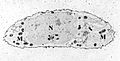 Chondrocyte- calcium stain