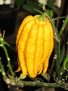 Citrus medica var. sarcodactylis 01