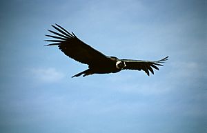 Colca-condor-c06