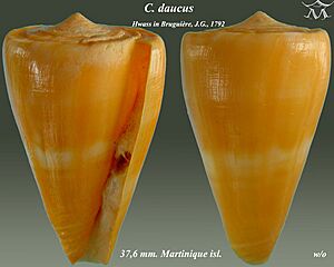 Conus daucus 4.jpg