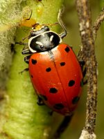 Convergent Ladybeetle (29666700695).jpg