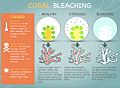 Coral Bleaching