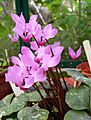 Cyclamen peloponnesiacum04