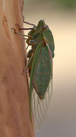 Cyclochila australasiae.jpg