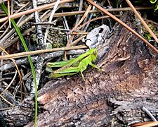 Differential Grasshopper