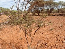 Eremophila punctata (habit)