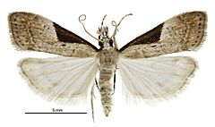 Eudonia pongalis male.jpg