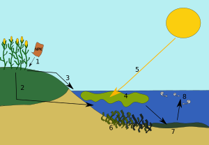 Eutrophicationmodel