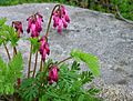 Fringed bleeding-heart buds2