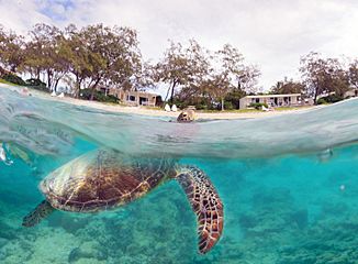 Green Turtle taking a breath