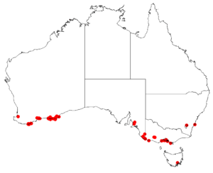 Hakea drupaceaDistMap40.png