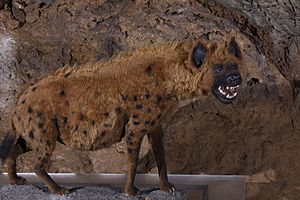 Heinrichshöhle 7