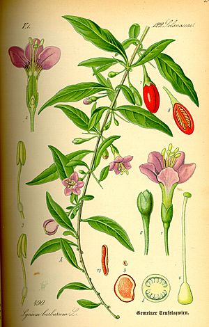 Illustration Lycium barbarum0