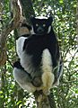 Indri indri 001