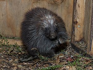 Juvenile-Male-Porky