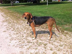 Kerry Beagle "Coco"