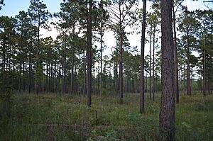 Lake Thoreau longleaf pine