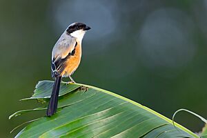 Long-tailed Shrilke 0A2A3080.jpg