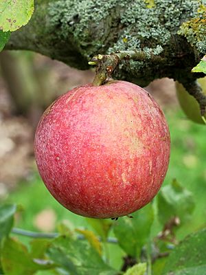 Malus domestica Allington Pippin 04.JPG