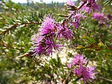 Melaleuca scabra (leaves, flowers) 02