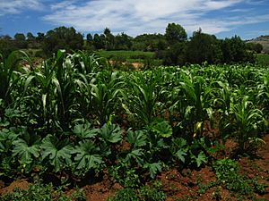 Milpa in Zaragoza, Tilantongo