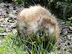 Muskrat Foraging