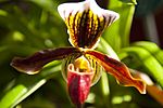 National Botanic Gardens, Dublin (7018829443)