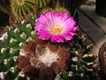 Notocactus-herteri-HBG-7667