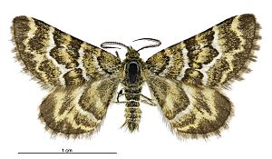 Notoreas paradelpha male.jpg